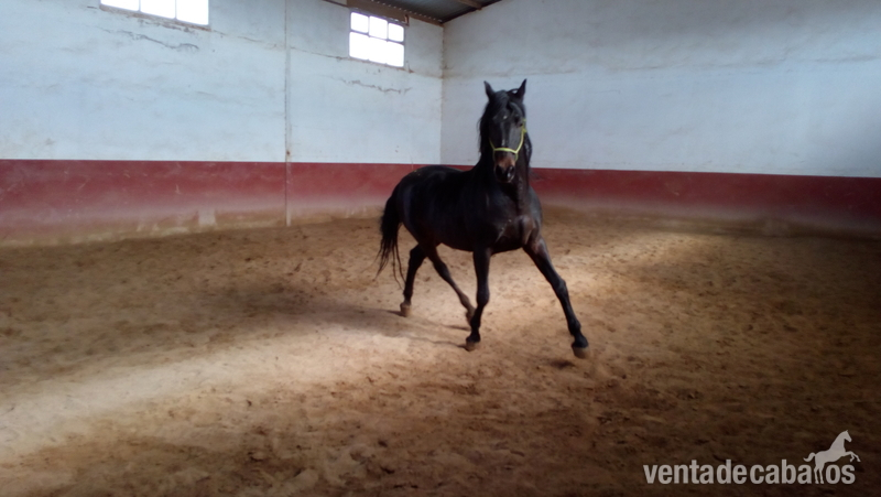 Caballos Pura Raza Española (P.R.E.) Pre - Venta de hipica