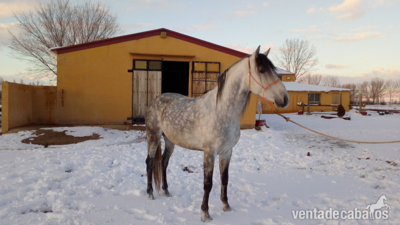 Venta de hipica - Caballos Pura Raza Española (P.R.E.) Pre