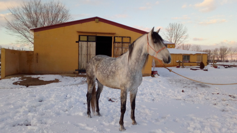 Venta de hipica - Caballos Pura Raza Española (P.R.E.) Pre