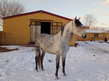 Venta de hipica