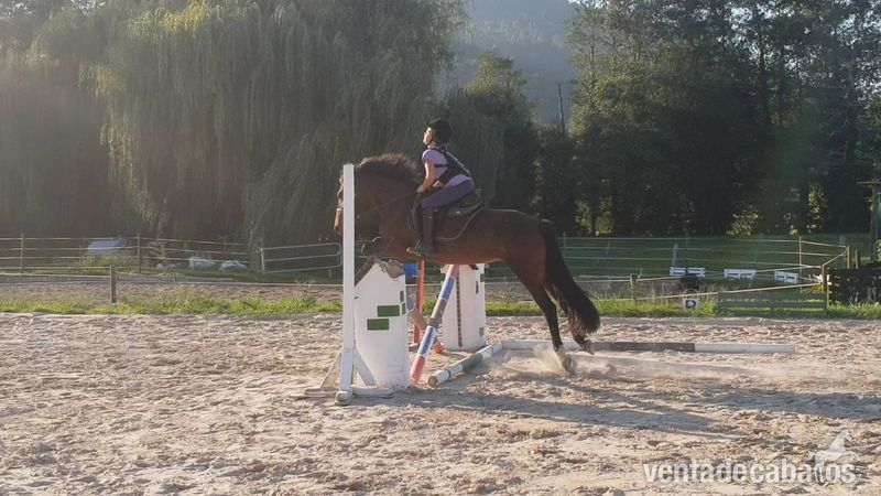 PONIS COMPETICION Y ESCUELA in 