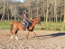 PONIS COMPETICION Y ESCUELA