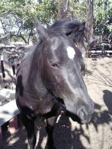 VENDO YEGUA ASTURCÓN in 