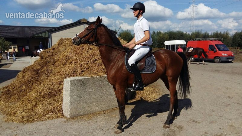 Joven caballo de deporte  in 