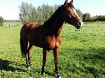 Joven caballo de deporte