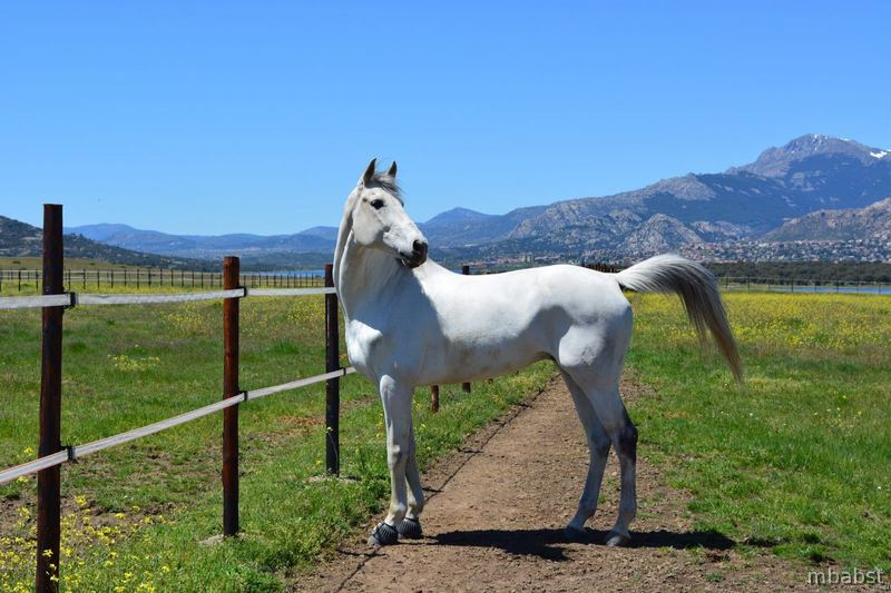 Caballo de Doma Clásica in 