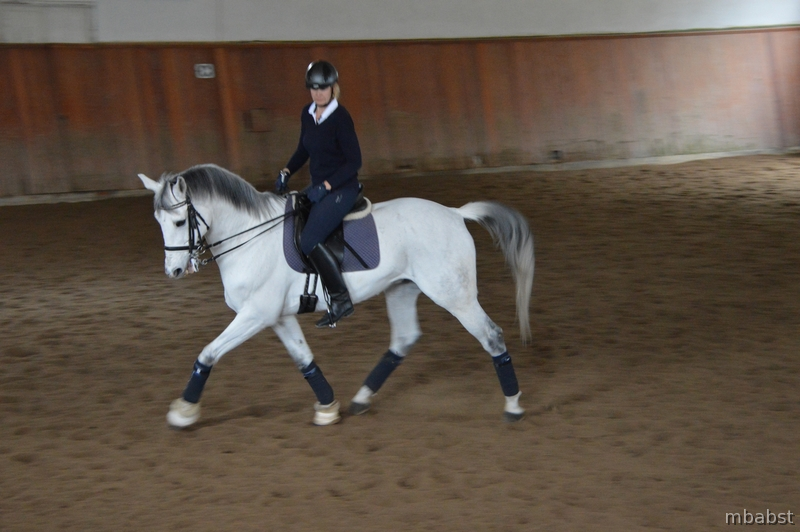 Caballo de Deporte Español (CDE)