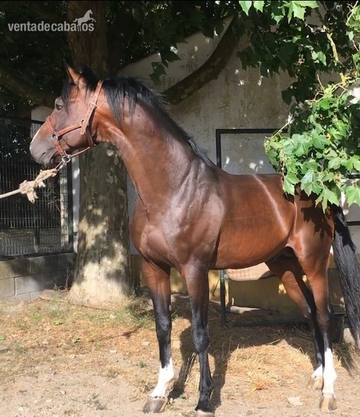 Semental Hannoveriano 2018 - Caballos Enteros in 