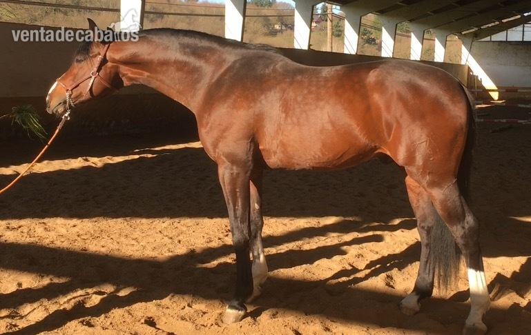Semental Hannoveriano 2018 - Caballos Enteros