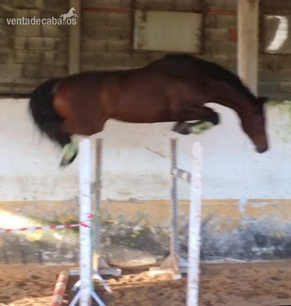 Caballos Enteros Hannoveriano - Semental Hannoveriano 2018
