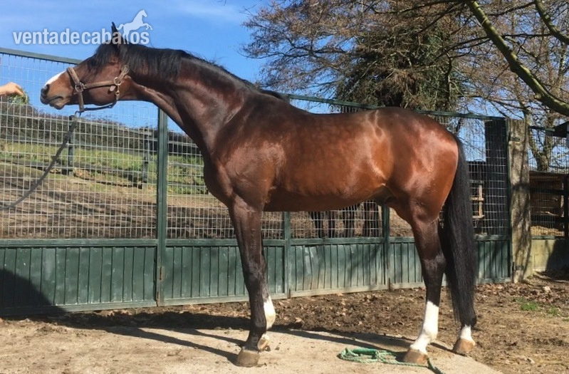 Semental Hannoveriano 2018 - Caballos Enteros Hannoveriano