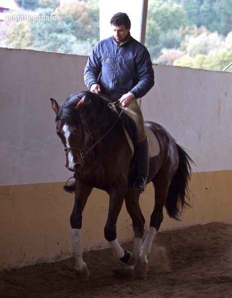 Semental Hannoveriano 2018 - Caballos Enteros