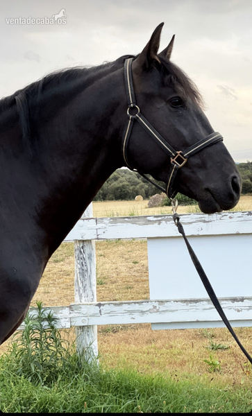 Pre negro cubriciones - Caballos Pura Raza Española (P.R.E.)