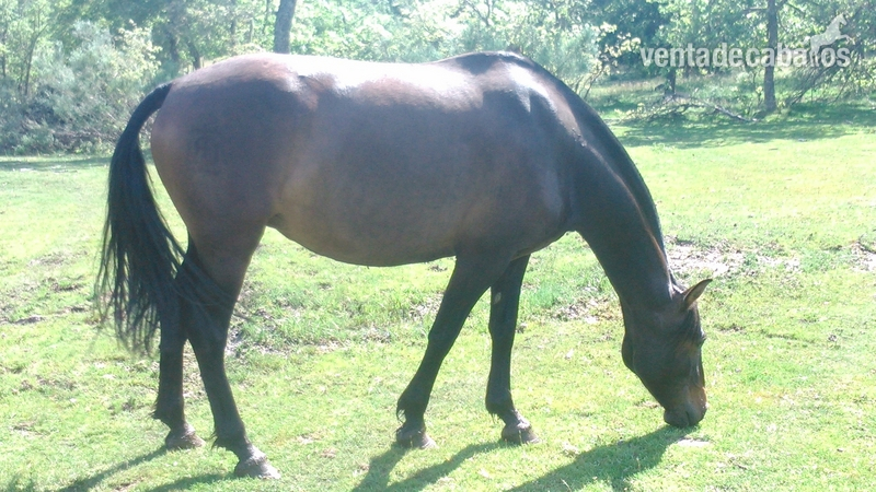 yegua pre castaña in 