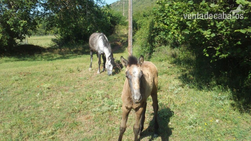 VENDO YEGUA, POTRA Y CABALLO in 