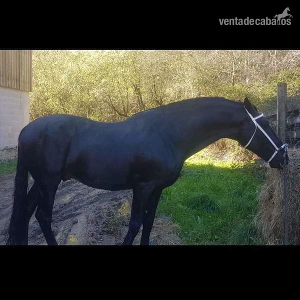 Cubricion pre negro   in 