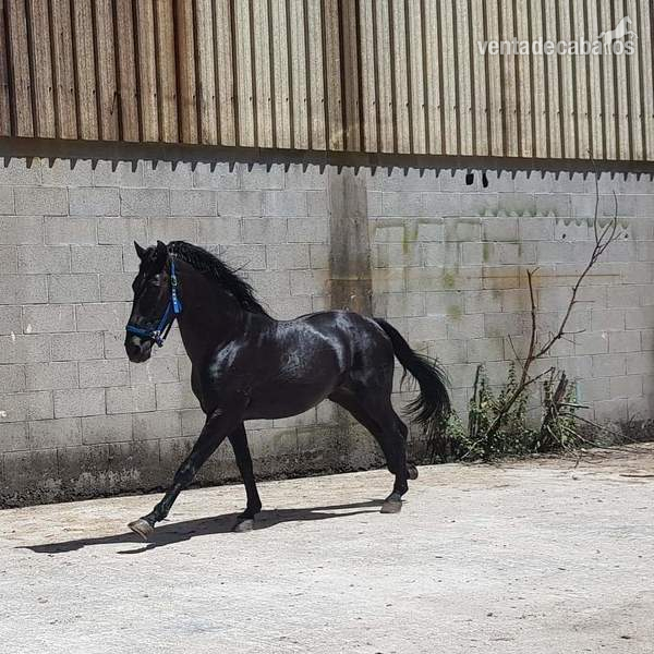 Caballos Pura Raza Española (P.R.E.) Pre  - Cubricion pre negro  