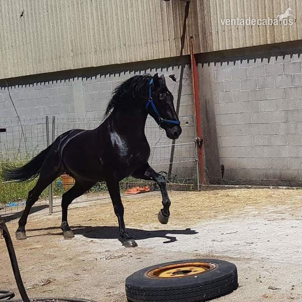 Cubricion pre negro   - Caballos Pura Raza Española (P.R.E.) Pre 