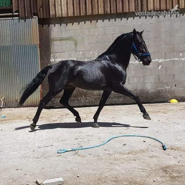 Cubricion pre negro   - Pre 