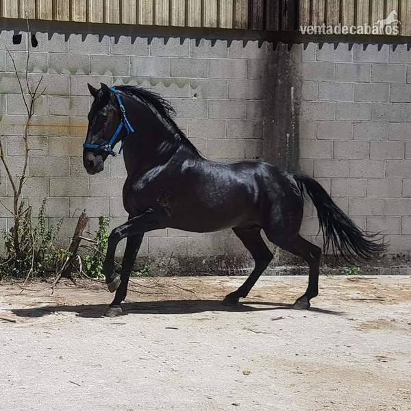 Cubricion pre negro   - Caballos Pura Raza Española (P.R.E.)