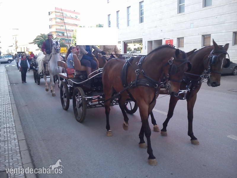 Se vende tronco de caballos. in 