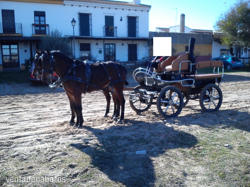 Mallorquín {TYPE}