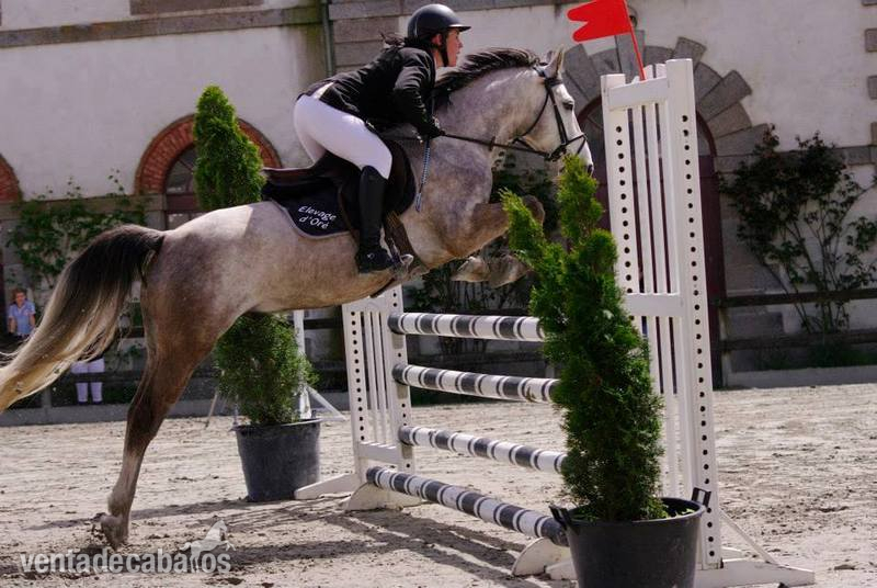 pony C superior de salto y completo a la venta in 