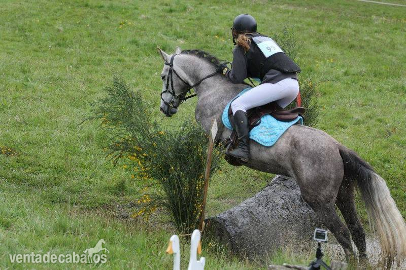 Poni de Competicion / Deporte