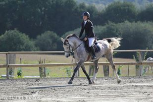 Poni de Competicion / Deporte {TYPE}