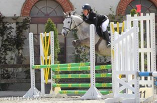 Ponis Pony Club Poni de Competicion / Deporte - pony C superior de salto y completo a la venta