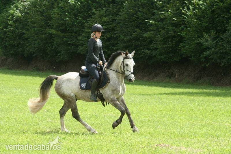 pony C superior de salto y completo a la venta - Ponis Pony Club Poni de Competicion / Deporte