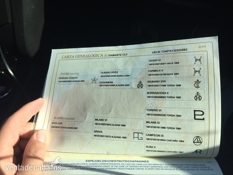 Potros Pura Raza Española - Potro 4,5 años . Diamante CLII