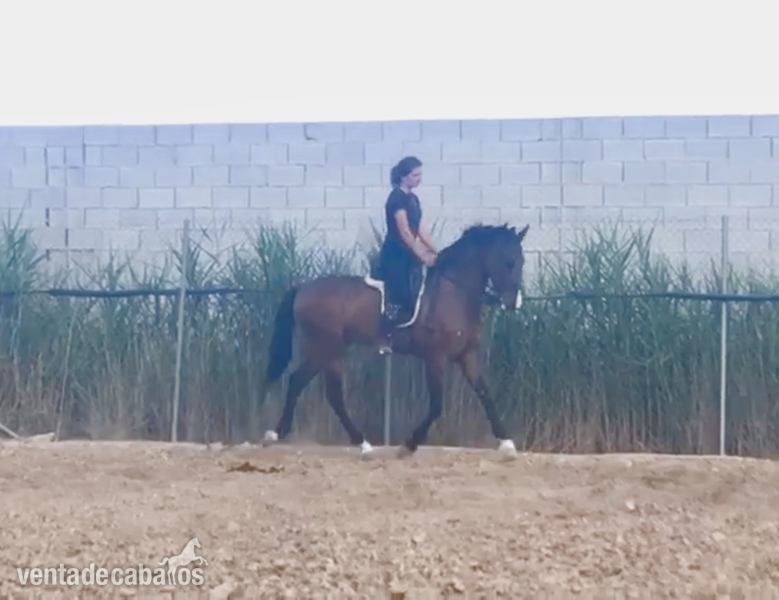 PRE capado - Lince XXIX - Caballos Pura Raza Española (P.R.E.)