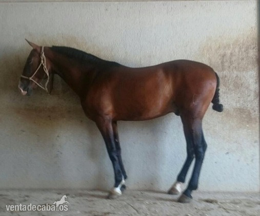 PRE capado - Lince XXIX in 