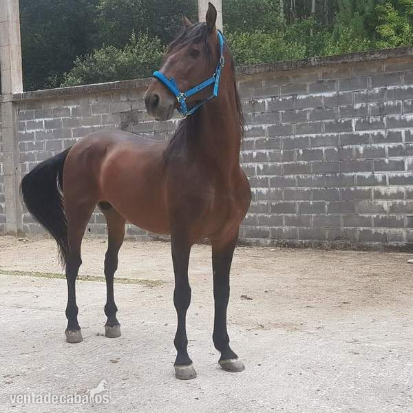 Caballos Pura Raza Española (P.R.E.) Pre  - Cubricion pre castaño 