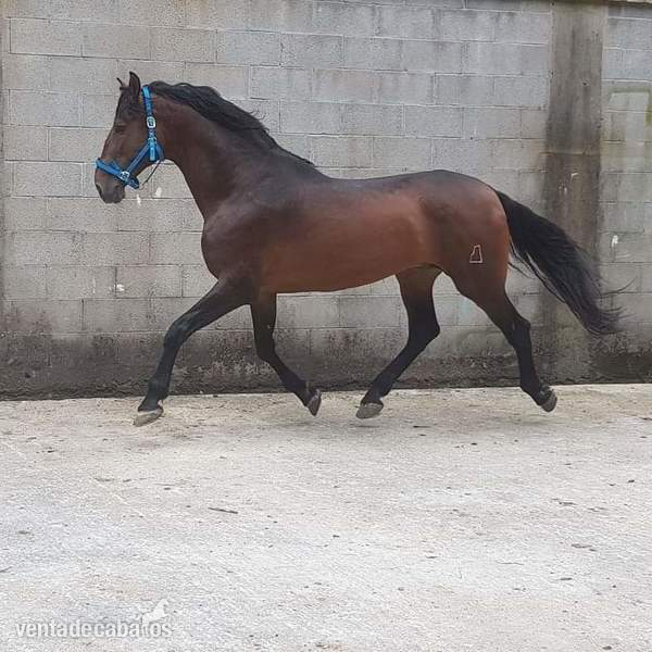 Cubricion pre castaño  - Caballos Pura Raza Española (P.R.E.) Pre 