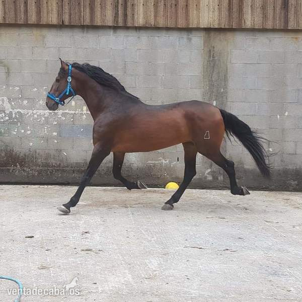 Cubricion pre castaño  - Caballos Pura Raza Española (P.R.E.)