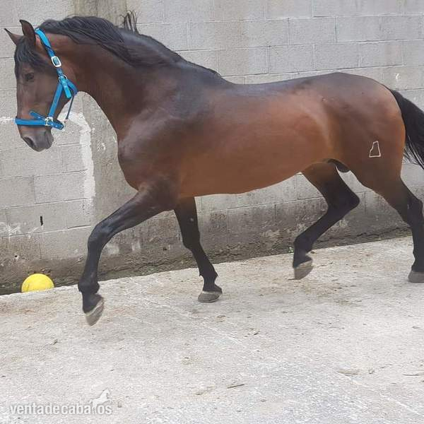 Cubricion pre castaño 