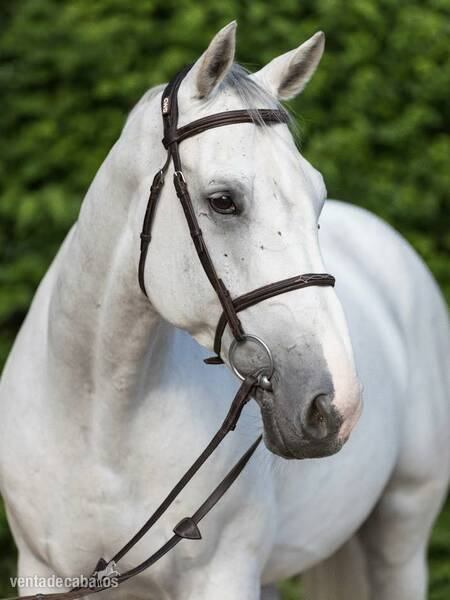 Caballos Capados Holstien - Absolutamente encantador castrado Holsteiner gris