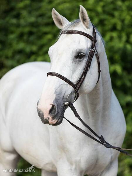 Absolutamente encantador castrado Holsteiner gris - Holstien