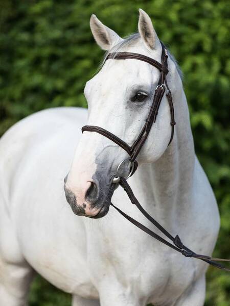 Absolutamente encantador castrado Holsteiner gris - Holstien