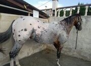se vende caballo appalusa en cuarto de milla 