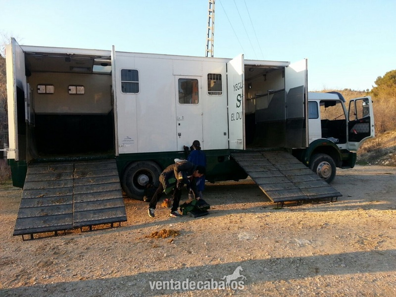  Camion de caballos venta
