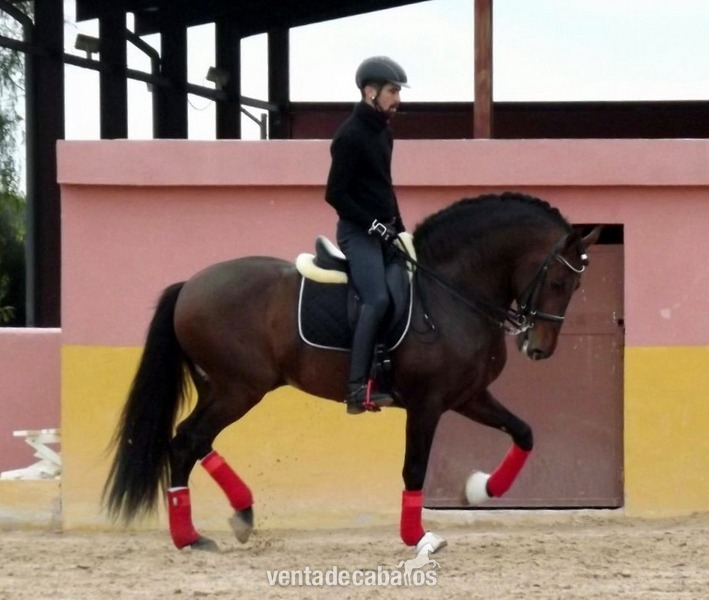 Caballos Pura Raza Española (P.R.E.) Pura Raza Española - P.R.E CASTAÑO BARROCO