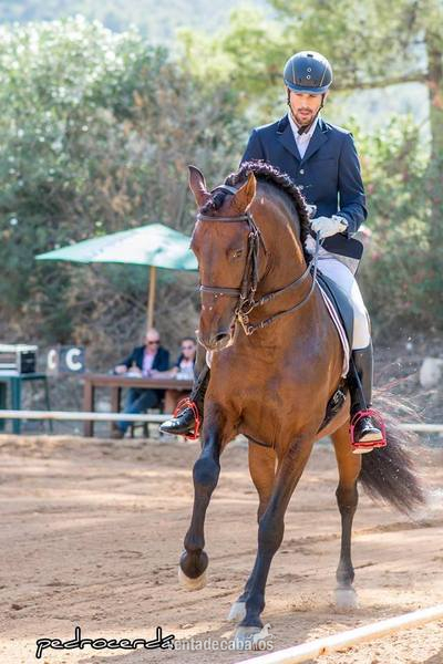 P.R.E CASTAÑO BARROCO - Caballos Pura Raza Española (P.R.E.) Pura Raza Española
