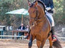 P.R.E CASTAÑO BARROCO