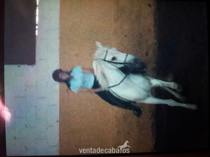Cruzado pre