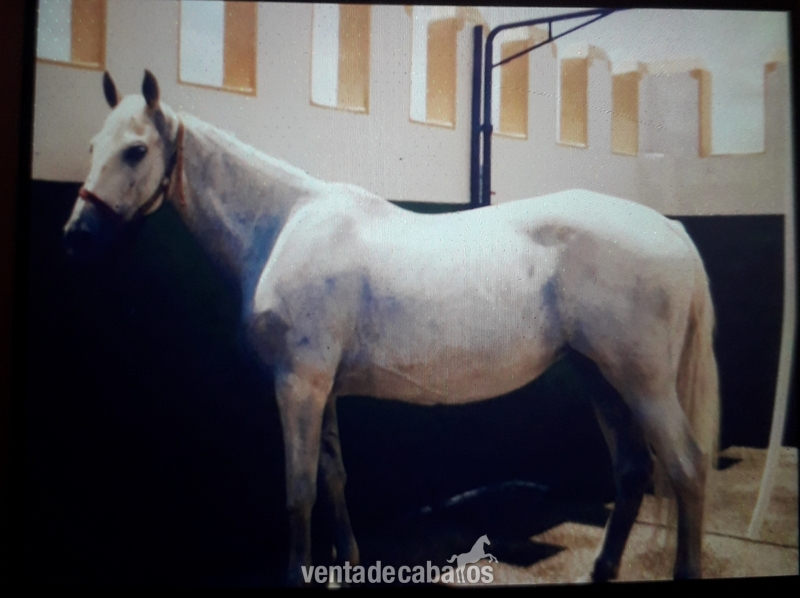 Cruzado pre {TYPE}