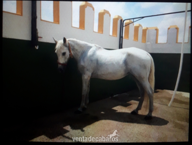Yeguas Cruzado pre - (YEGUA) SÓLO CAMBIO 