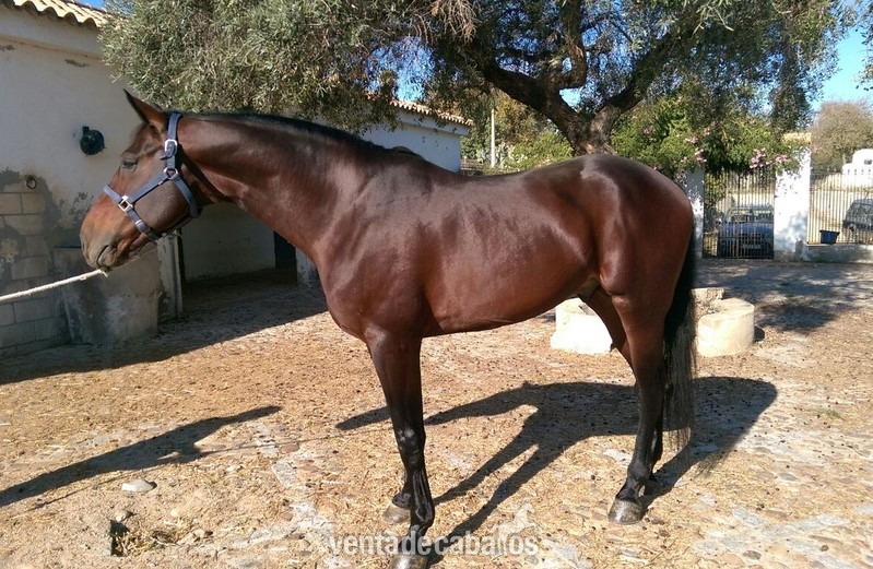 VENDIDO!!! CABALLO C.D.E CASTAÑO. in 